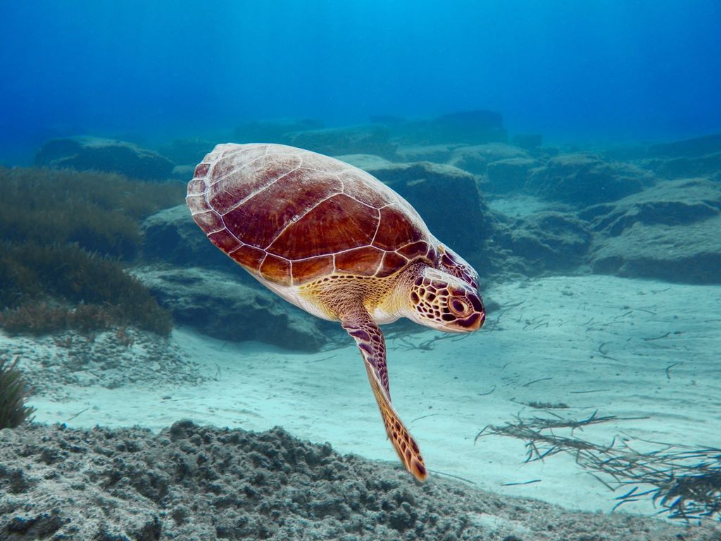 La población de las tortugas marinas se verá afectada tras el paso del huracán "Otis" La población de las tortugas marinas se verá afectada tras el paso del huracán "Otis"
