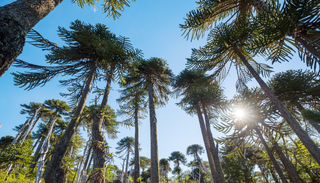 En peligro los bosques de araucarias en Chile: pudieran llegar a estado cr&iacute;tico en 2060