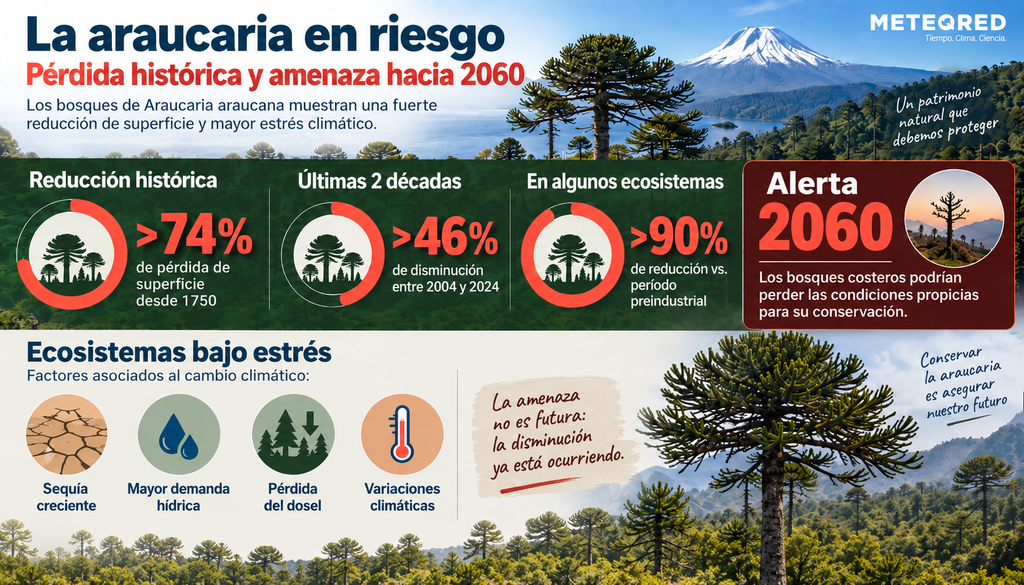 La araucaria está en peligro crítico: si no se toman medidas urgentes, para 2060 podrían desaparecer.