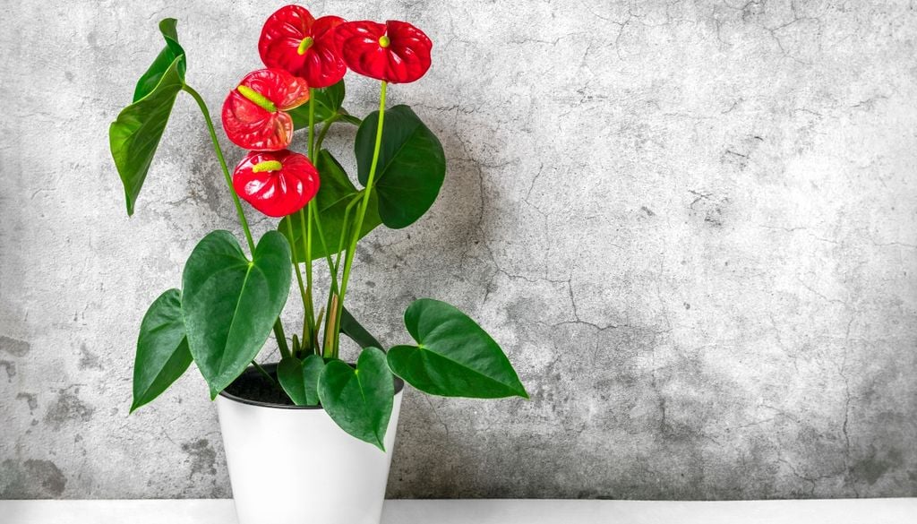 Brillos intensos que se mantienen durante semanas como si estuviera siempre en flor.