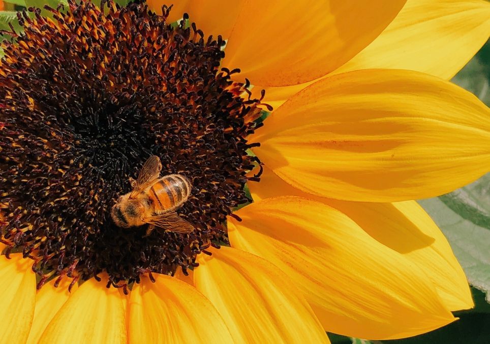 polinizacion, cambio climatico, naturaleza, cultivos, abejas, aves polinizacion, cambio climatico, naturaleza, cultivos, abejas, aves