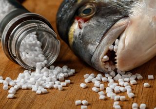 ¿En qué afecta el vertido de pélets al pescado gallego y su consumo?