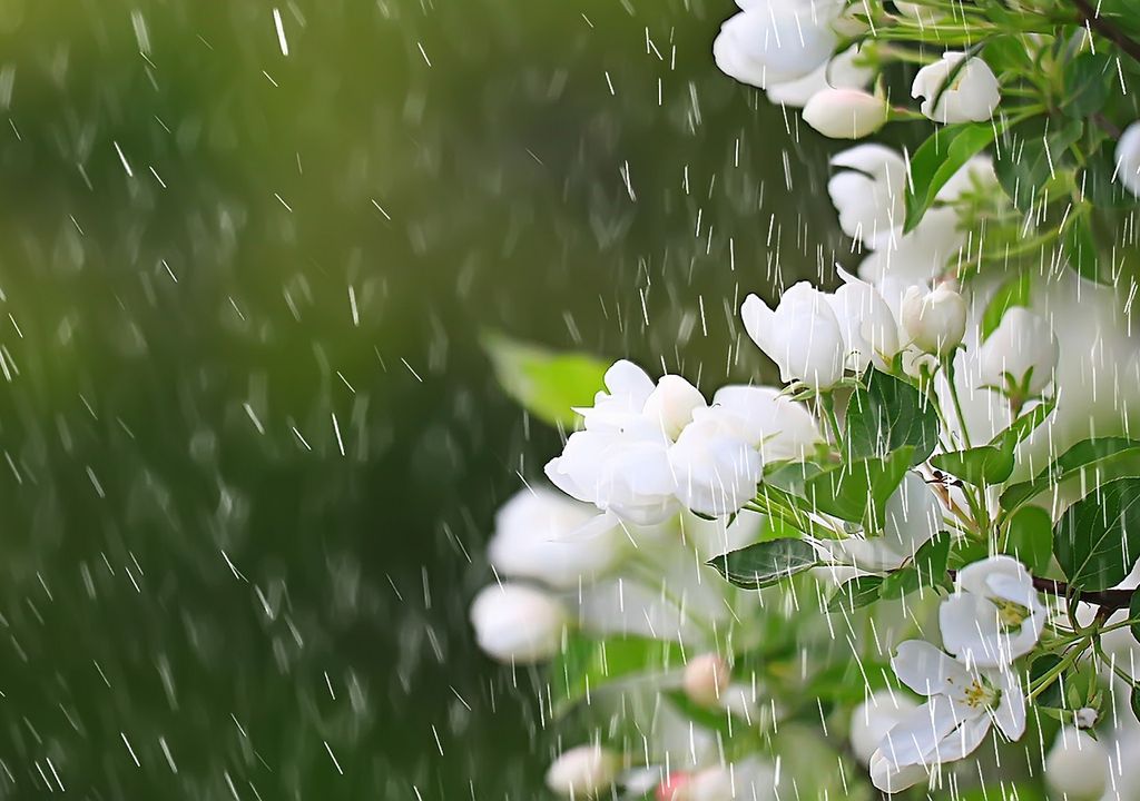 flores; lluvia; primavera