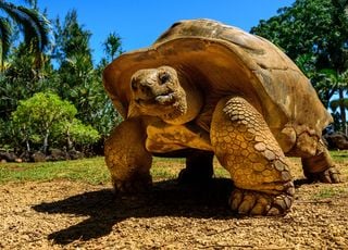 ¿Cómo es que esta tortuga gigante de Galápagos es única en el mundo?
