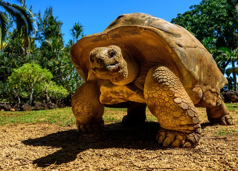 Une tortue géante des Galapagos albinos est née dans un zoo - Sciences et  Avenir