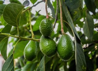 En quoi est-ce grave que des plantes exotiques poussent au Royaume-Uni ?