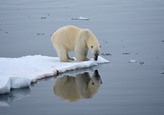 En riesgo vida silvestre del Ártico noruego por presencia de contaminantes