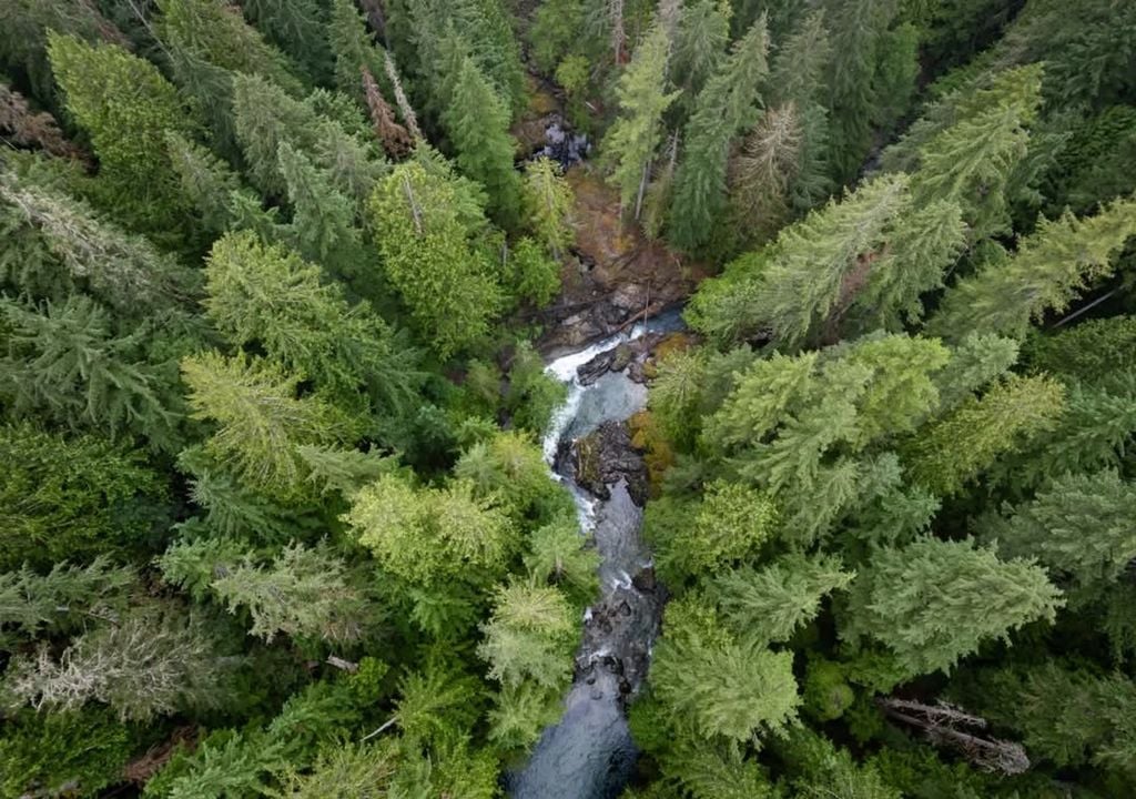 Cara sonriente bosque Oregon