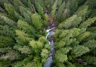 En un bosque de Oregón una intrigante cara sonriente aparece cada otoño. Esta es la explicación