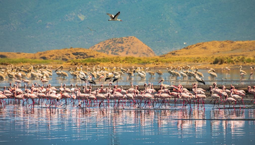 El lago Natron es el lago es uno de los enclaves más importantes del mundo para la reproducción del flamenco enano.