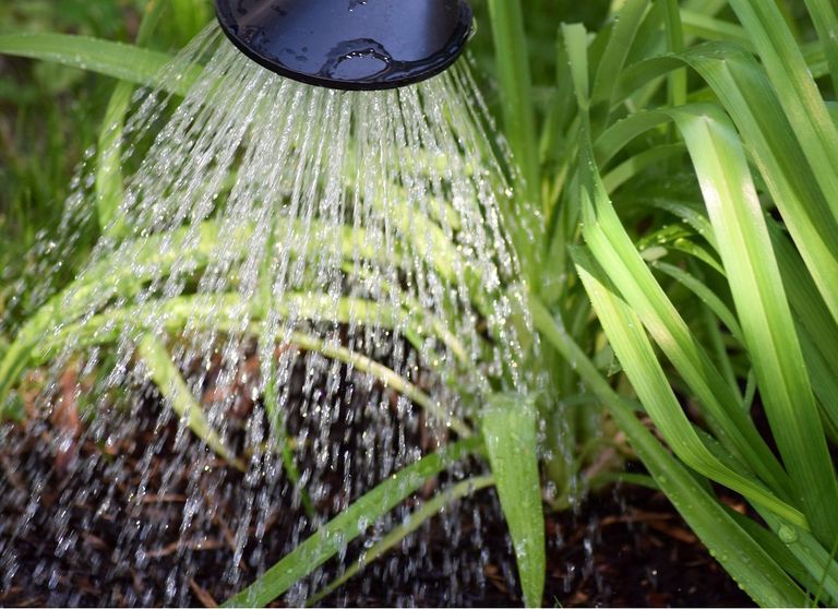 Presta atención a la hora a la que riegas tus plantas. Presta atención a la hora a la que riegas tus plantas.