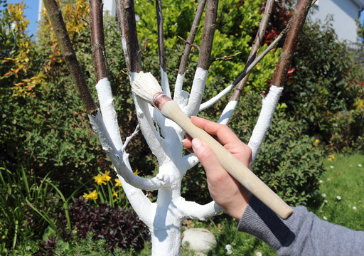 Vernice Bianca Biovita Per Alberi Da Frutto - Protezione Da Gelo E Parassiti, 2 Kg - Foto 11