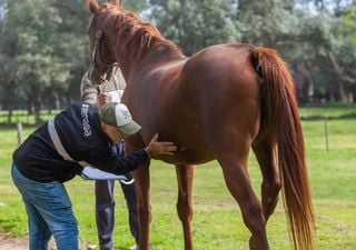 Encefalitis equina, la enfermedad transmitida por mosquitos que ya provocó dos muertes en Argentina