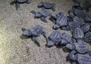 Tsunami de tortues sur une plage brésilienne