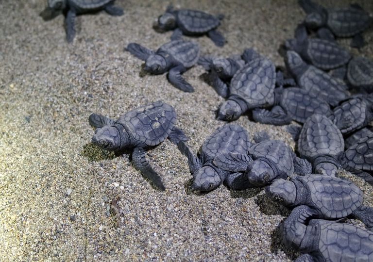 Tortues nouveau-nées. Tortues nouveau-nées.