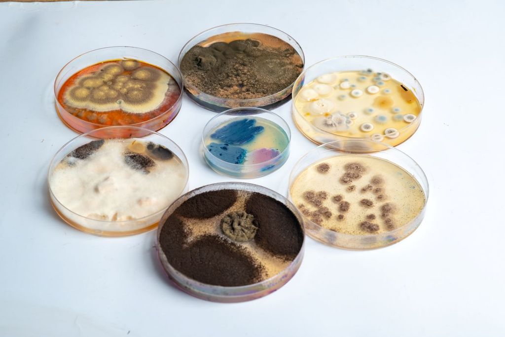 Las micotoxinas son consideradas altamente cancerígenas.