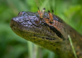 Encontrada a maior serpente do mundo na floresta da Amazónia