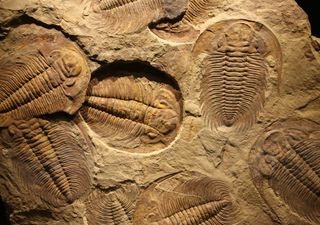 Encontrados rastos de criaturas que reescrevem a evolução dos animais na Terra