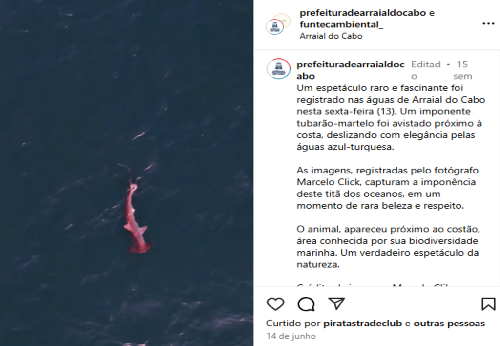 Reflexo do entardecer deixou tubarão-martelo com aparência rosa