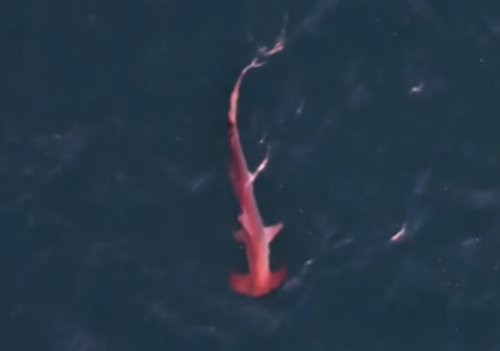 Registro viralizou nas redes, valorizando a biodiversidade marinha do litoral carioca.