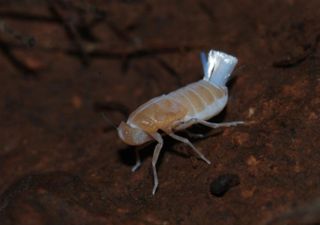Encuentran 4 nuevas especies de "chicharritas subterráneas" en unas cuevas volcánicas de Canarias