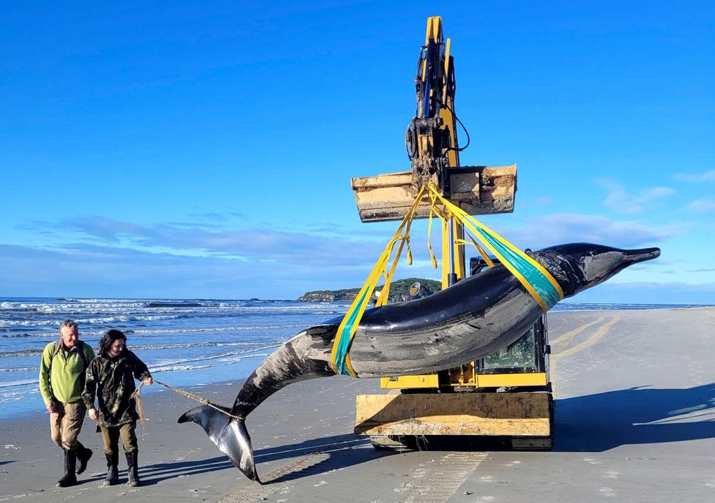 ballena, nueva zelanda