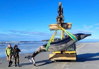 Encuentran el cadáver de la ballena más rara del mundo en una playa: ¿por qué es una buena noticia? 