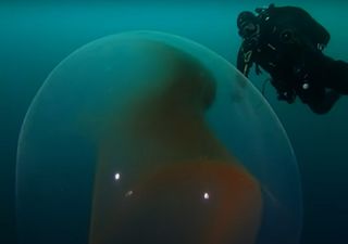 Finding the source of mysterious giant spheres in the ocean