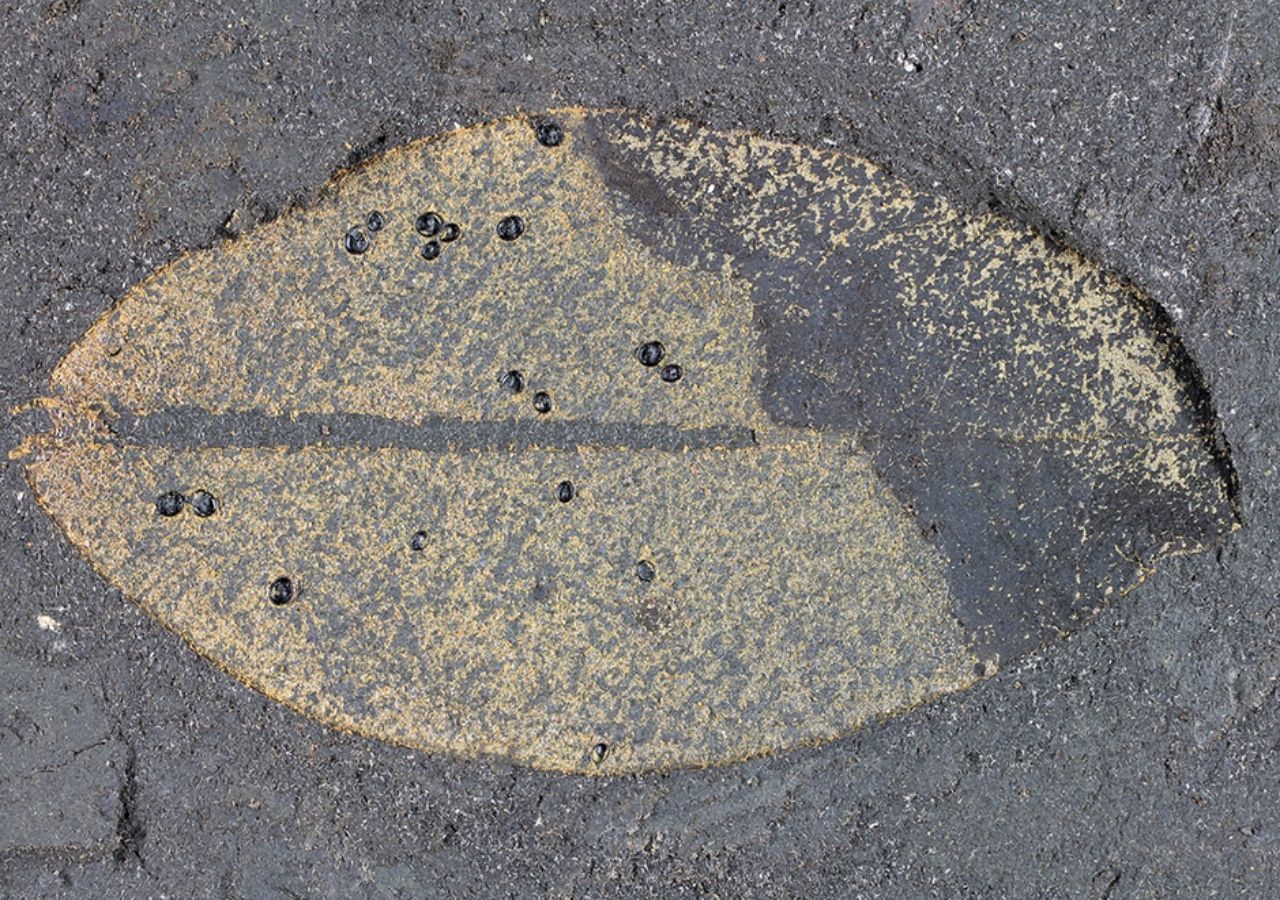 Varias puparias de moscas blancas encontradas en una hoja en Hindon Maar - Gentileza Universidad de Otago.