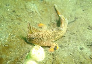 Résurrection marine : un poisson-main tacheté disparu refait surface, relançant les espoirs de conservation !
