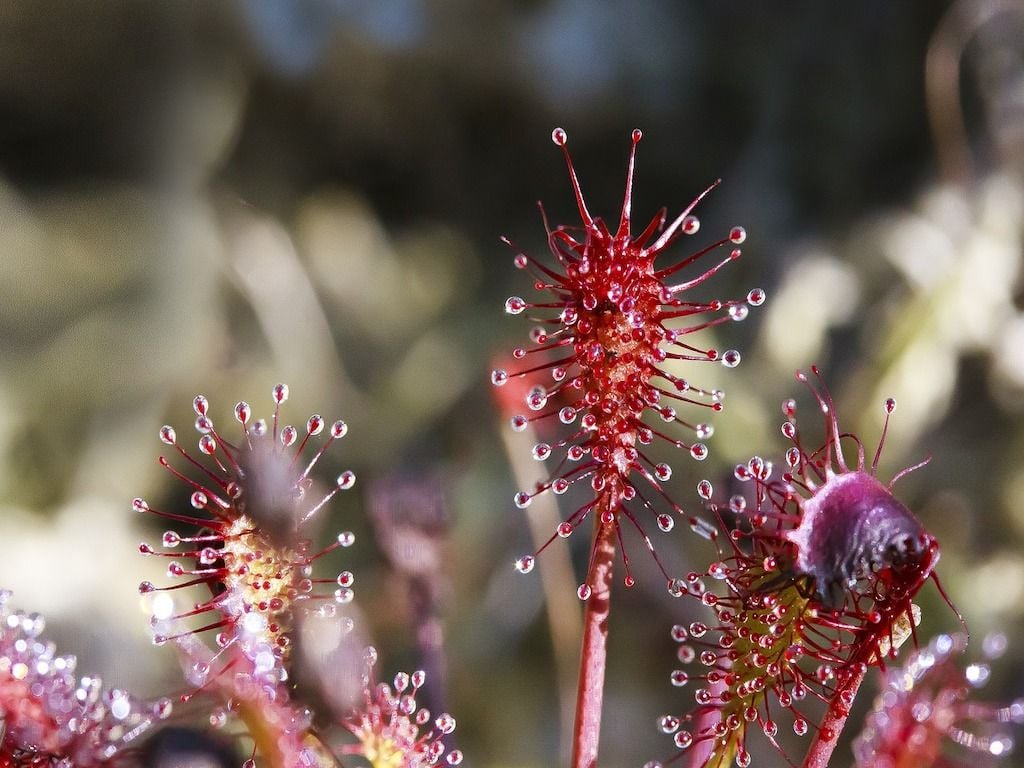 Endangered carnivorous plants are being reintroduced to England