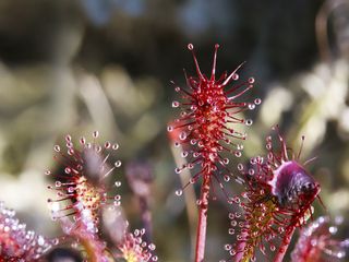 Endangered carnivorous plants are being reintroduced to England