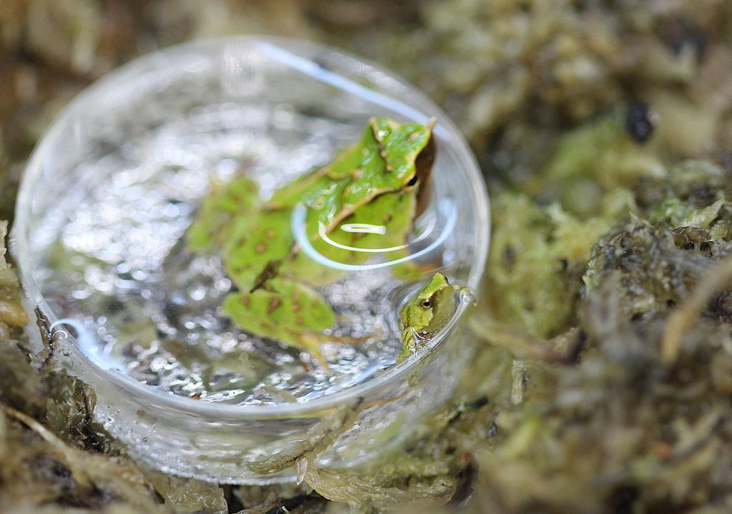 Darwin's frog and froglet (c)Benjamin Tapley