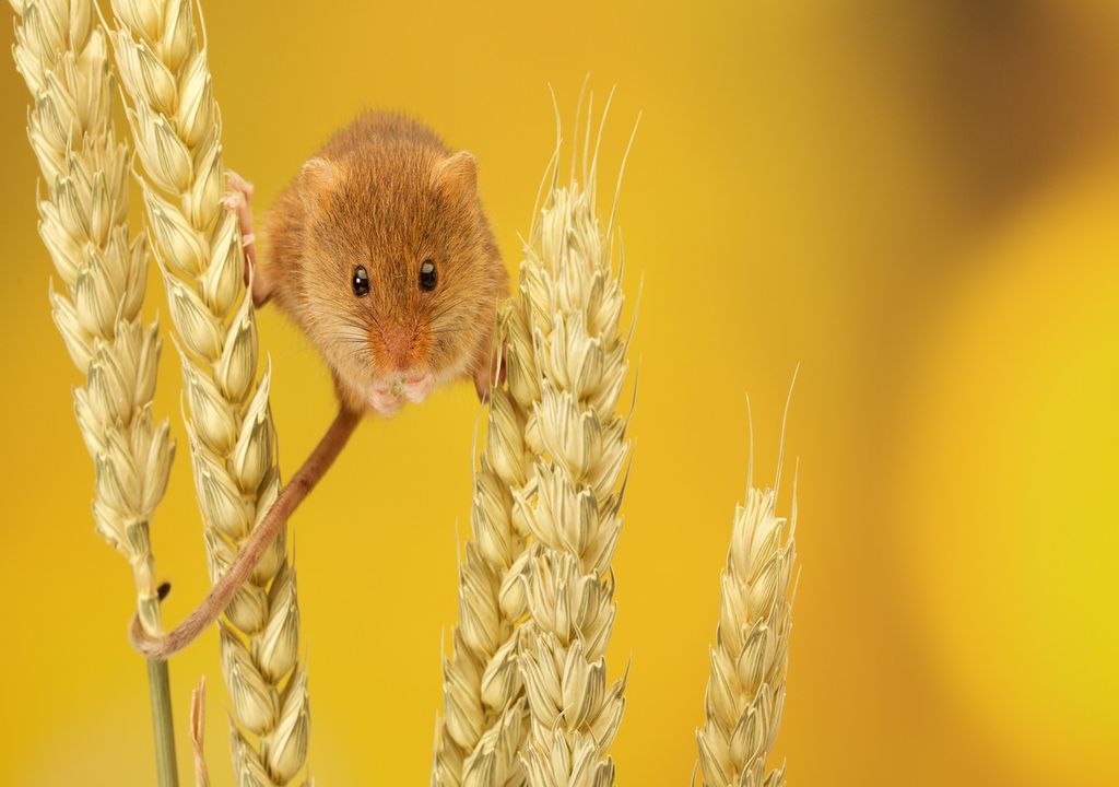 Harvest mice have prehensile tails for gripping grasses