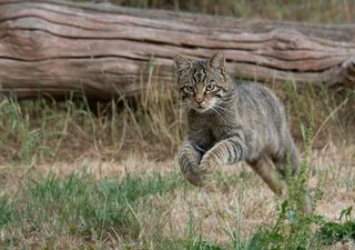 Endangered Scottish wildcats to be reintroduced to the Highlands