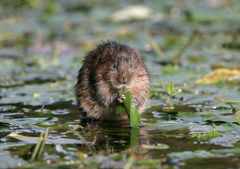 Image of a water vole.