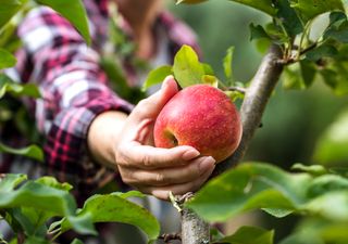 Endlich! Ein Apfel für Allergiker kommt auf den Markt