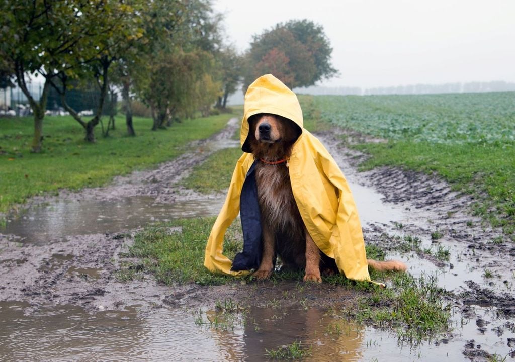Regen Herbst Hund nass Auch wenn es ab Donnerstag vielerorts so aussehen könnte, heißt das noch lange nicht, dass der ganze restliche Oktober nass und niederschlagsreich ausfallen muss