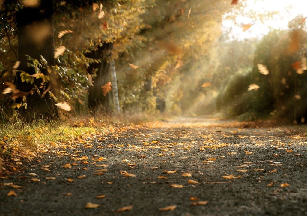 Herbst Blätter Sonne Oktober warm golden Nach der zunächst wechselhaften Phase und mit der zunehmenden Färbung der Blätter kann es durchaus auch nochmal trockene, sonnige und milde Tage geben. Der Oktober hat schließlich gerade erst begonnen