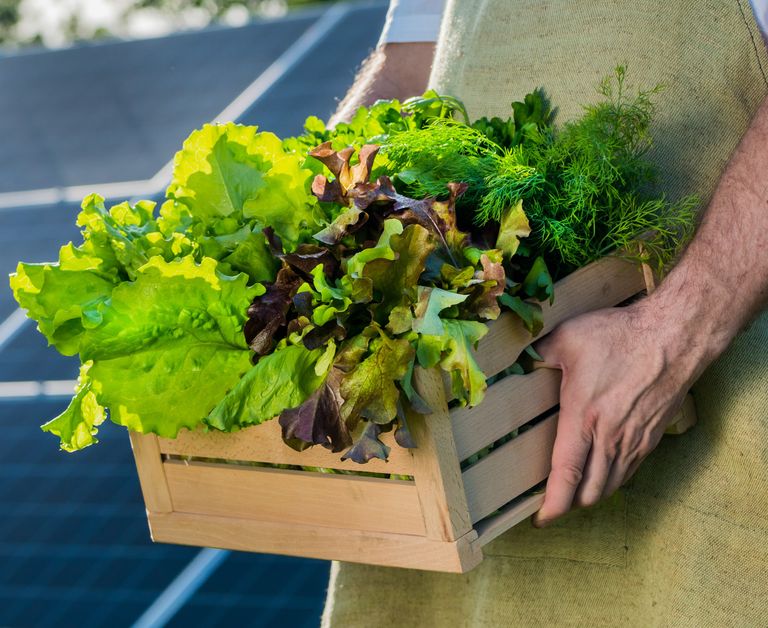 Energia agrovoltaica pode tornar-se numa referência para a sustentabilidade Energia agrovoltaica pode tornar-se numa referência para a sustentabilidade