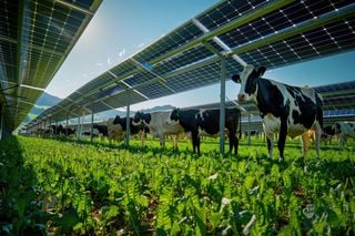Energia que brota: Agrovoltaica impulsiona colheitas e poupa água nas regiões áridas