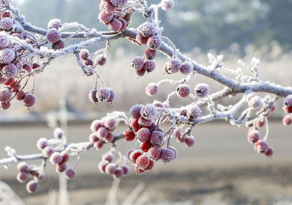Enero es el mes más fríos, estadísticamente Enero es el mes más fríos, estadísticamente