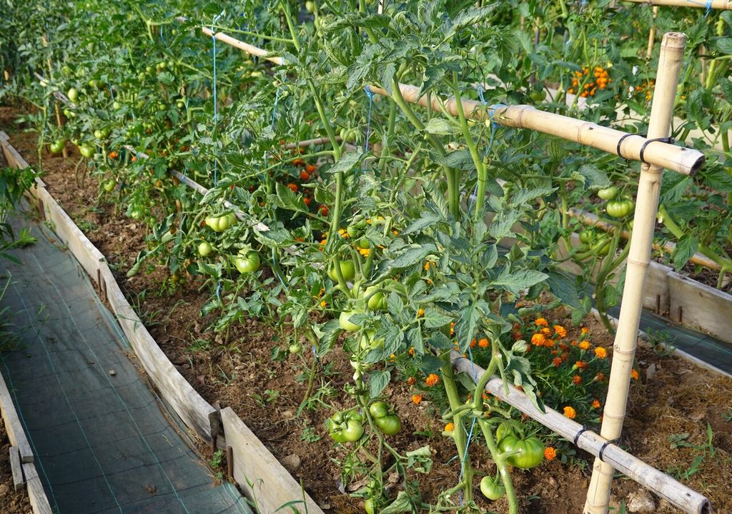 Tomates Tomates