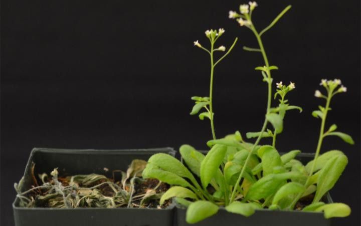 'engañan' A Las Plantas Para Que Sobrevivan A La Sequía