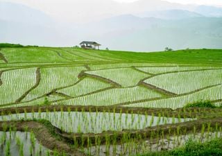 Engenharia do microbioma vegetal para proteger as culturas contra as doenças