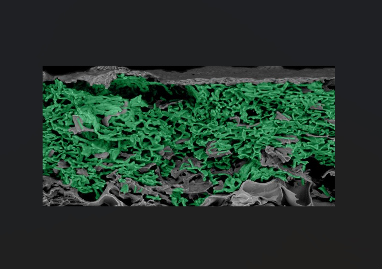 Imagen de microscopio electrónico de barrido de un material vivo diseñado, creado mediante la difusión de células vivas de cianobacterias (verde) en poli(N-isopropilacrilamida), un polímero termosensible. Crédito: Lisa Tang y Nathan Soulier.