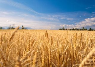  England set for historically poor harvest: Is the rain to blame?