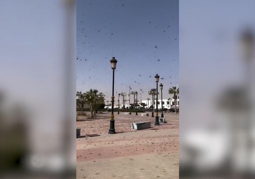 Una plaga de langostas cubre el cielo de Bojador, en el Sahara Occidental: los agricultores temen por sus cultivos