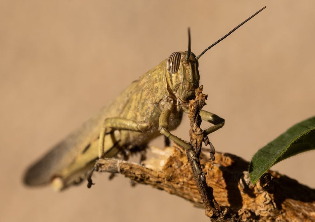 Ejemplar de langosta del desierto alimentándose.