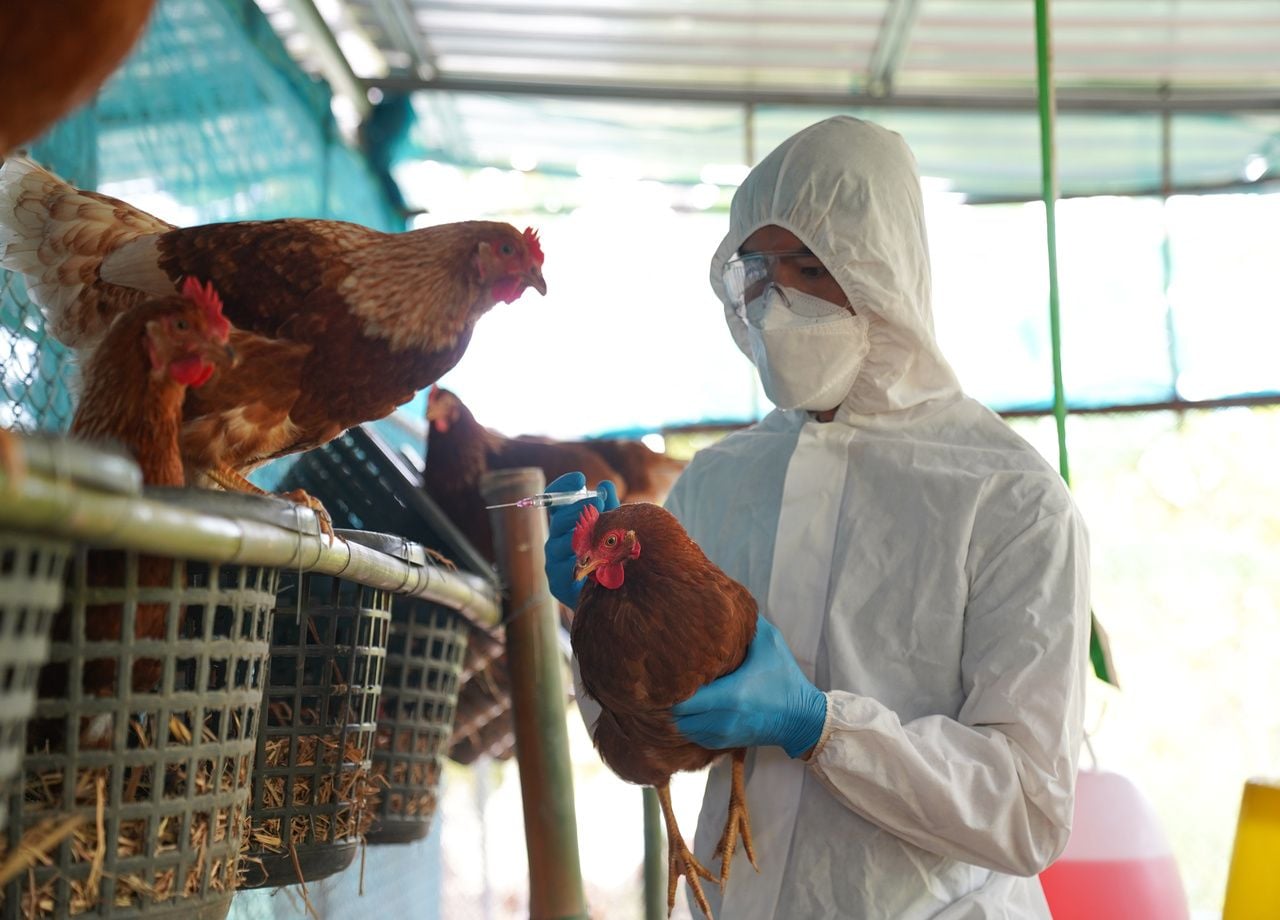 L'OMS très inquiète face au risque de transmission humaine de la grippe aviaire H5N1.